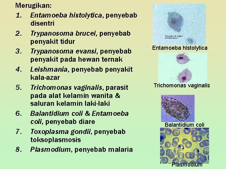 Merugikan: 1. Entamoeba histolytica, penyebab disentri 2. Trypanosoma brucei, penyebab penyakit tidur 3. Trypanosoma