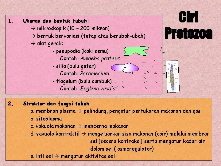 Ciri Protozoa 1. Ukuran dan bentuk tubuh: mikroskopik (10 – 200 mikron) bentuk bervariasi