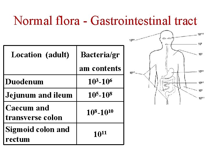 Normal flora - Gastrointestinal tract Location (adult) Bacteria/gr am contents Duodenum 103 -106 Jejunum