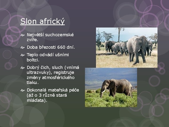 Slon africký Největší suchozemské zvíře. Doba březosti 660 dní. Teplo odvádí ušními boltci. Dobrý