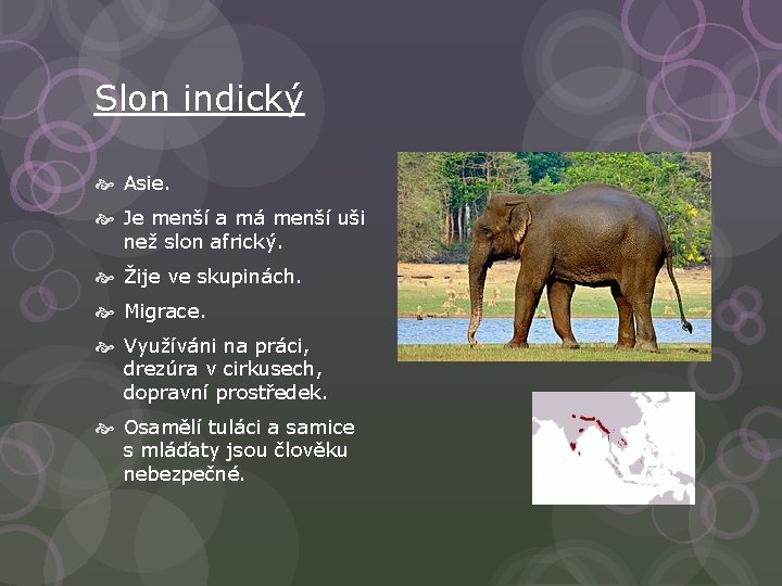 Slon indický Asie. Je menší a má menší uši než slon africký. Žije ve