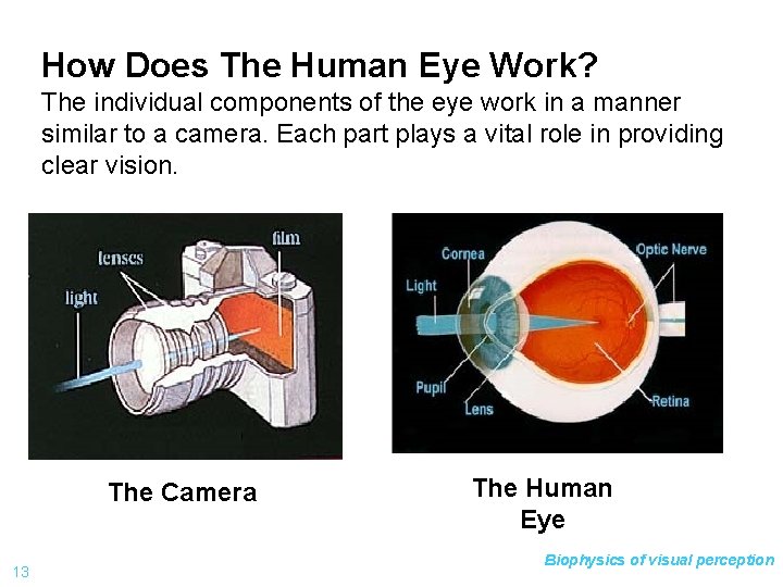 How Does The Human Eye Work? The individual components of the eye work in