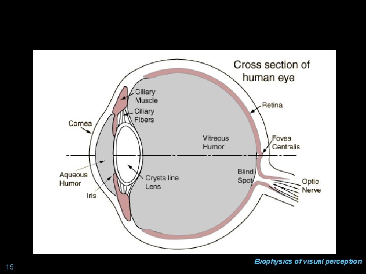 Anatomy of the eyeball 15 Biophysics of visual perception 