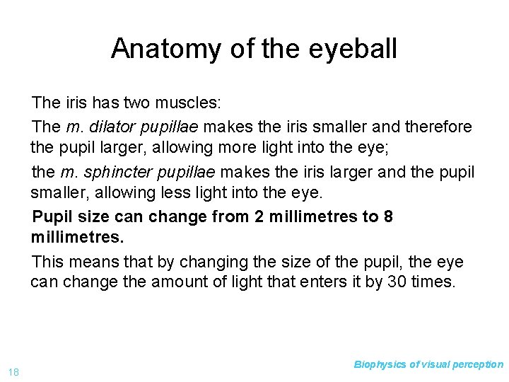 Anatomy of the eyeball The iris has two muscles: The m. dilator pupillae makes