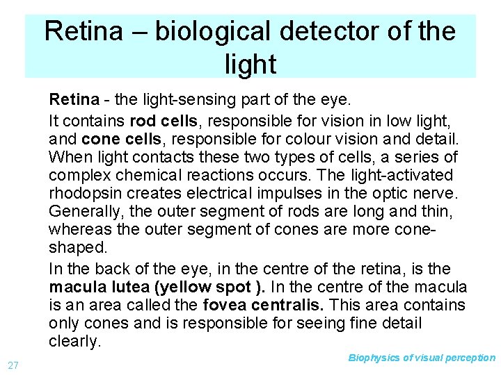 Retina – biological detector of the light Retina - the light-sensing part of the