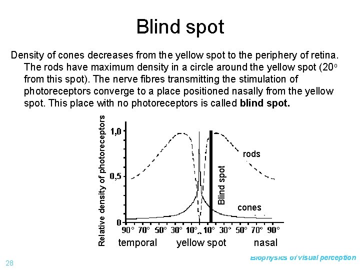Blind spot 28 rods Blind spot Relative density of photoreceptors Density of cones decreases
