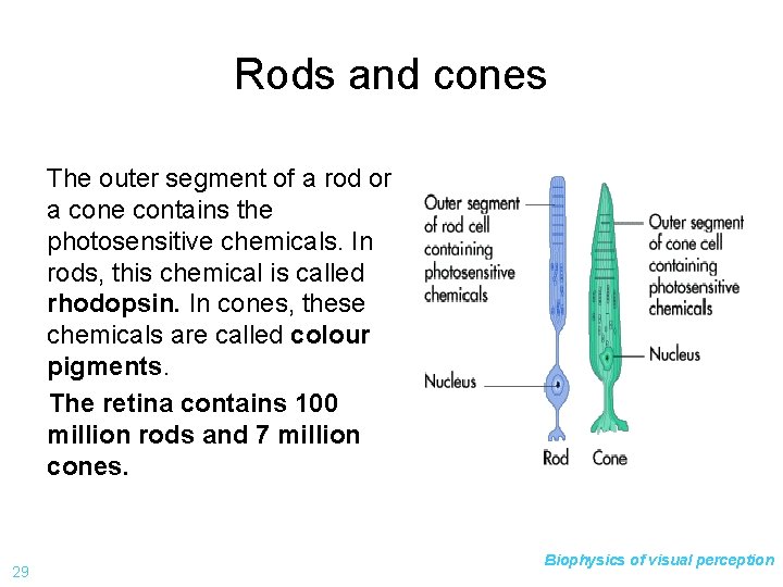 Rods and cones The outer segment of a rod or a cone contains the