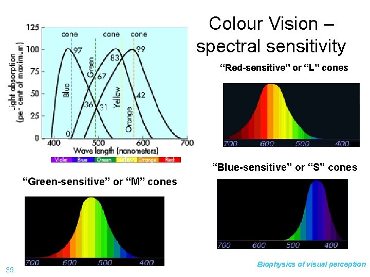 Colour Vision – spectral sensitivity “Red-sensitive” or “L” cones “Blue-sensitive” or “S” cones “Green-sensitive”