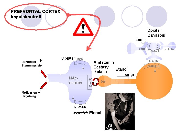 PREFRONTAL CORTEX Impulskontroll Opiater Cannabis CBR ENK Opiater MOR NAcneuron Amfetamin Ecstasy Etanol Kokain