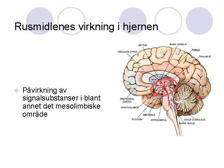 Rusmidlenes virkning i hjernen l Påvirkning av signalsubstanser i blant annet det mesolimbiske område