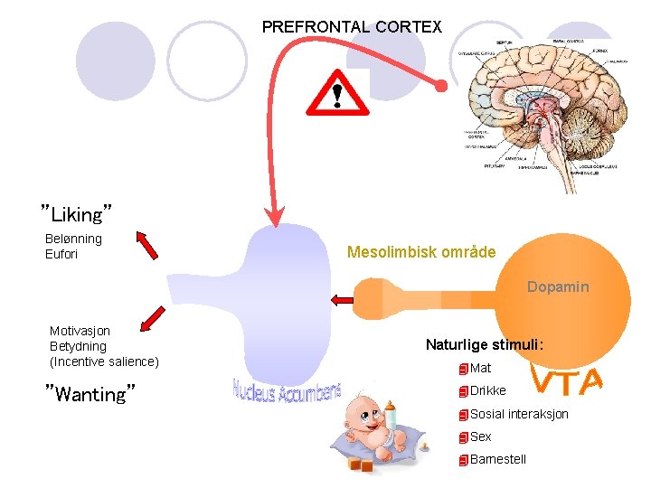 PREFRONTAL CORTEX ”Liking” Belønning Eufori Mesolimbisk område Dopamin Motivasjon Betydning (Incentive salience) ”Wanting” Naturlige