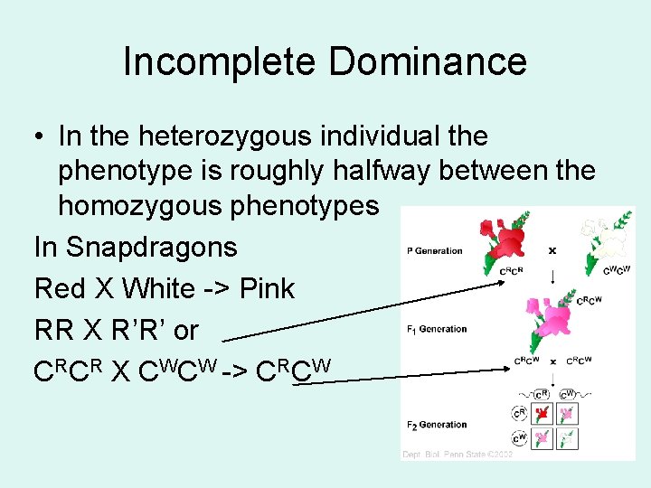 Incomplete Dominance • In the heterozygous individual the phenotype is roughly halfway between the