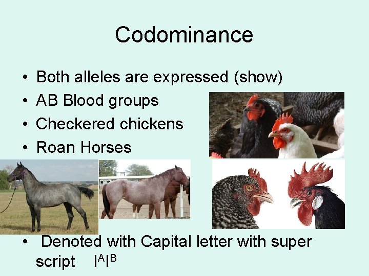 Codominance • • Both alleles are expressed (show) AB Blood groups Checkered chickens Roan