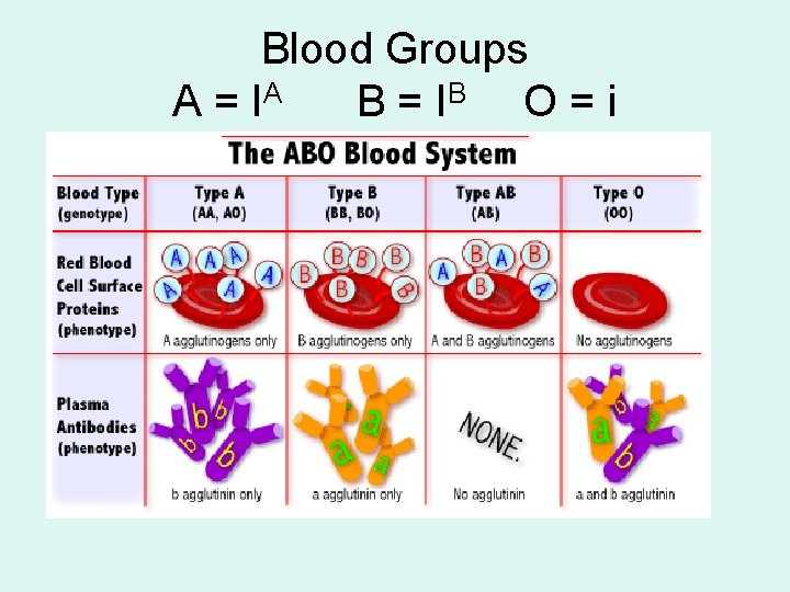 Blood Groups A = IA B = IB O = i 