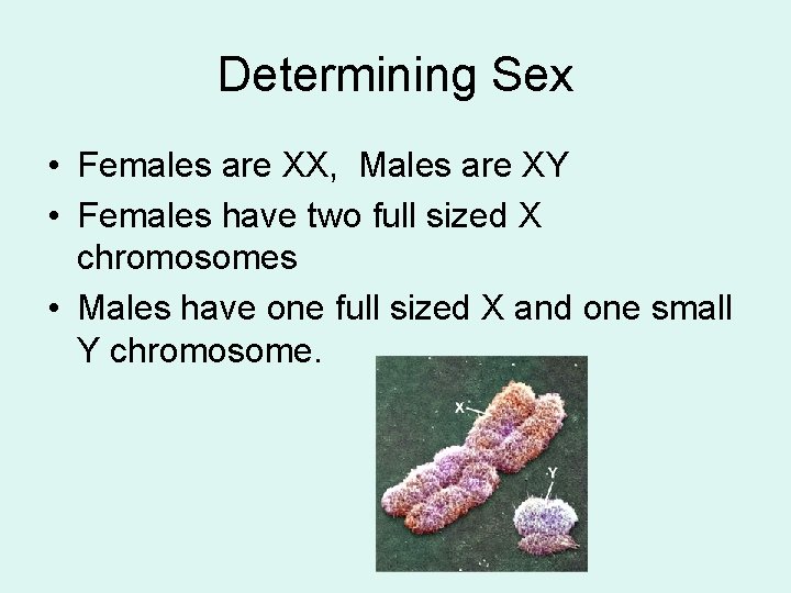 Determining Sex • Females are XX, Males are XY • Females have two full