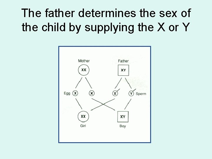 The father determines the sex of the child by supplying the X or Y