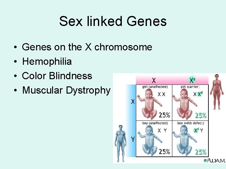 Sex linked Genes • • Genes on the X chromosome Hemophilia Color Blindness Muscular