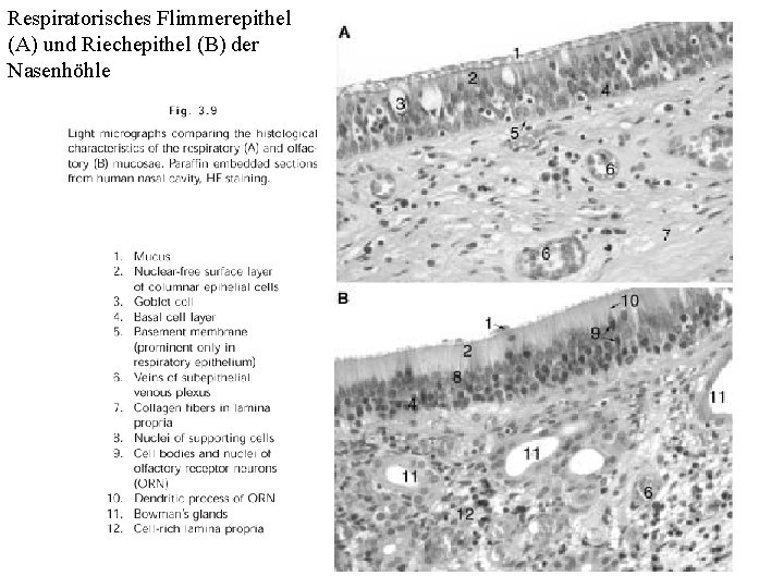 Respiratorisches Flimmerepithel (A) und Riechepithel (B) der Nasenhöhle 