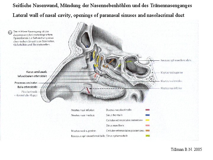 Seitliche Nasenwand, Mündung der Nasennebenhöhlen und des Tränennasenganges Lateral wall of nasal cavity, openings