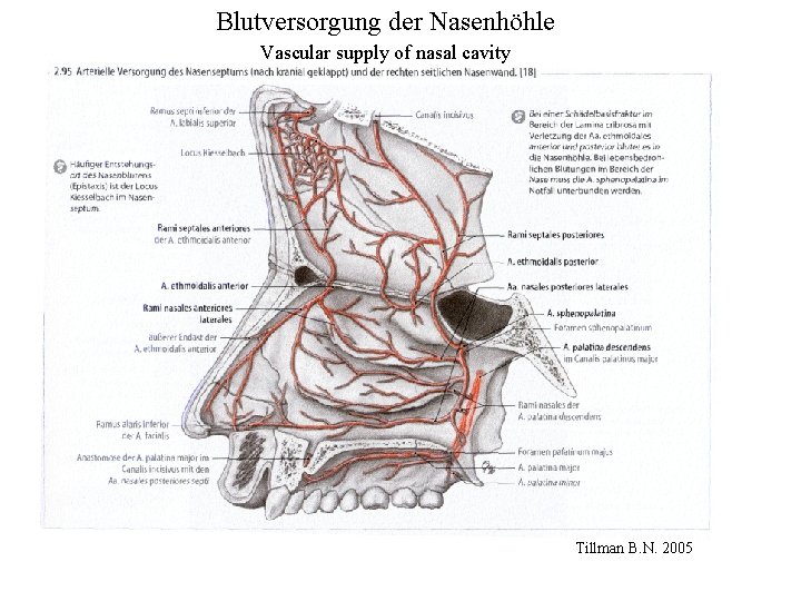 Blutversorgung der Nasenhöhle Vascular supply of nasal cavity Tillman B. N. 2005 