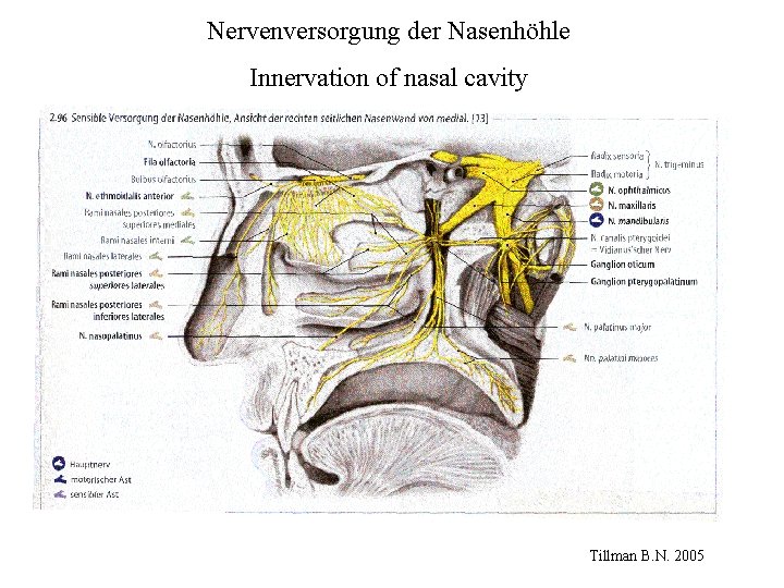 Nervenversorgung der Nasenhöhle Innervation of nasal cavity Tillman B. N. 2005 