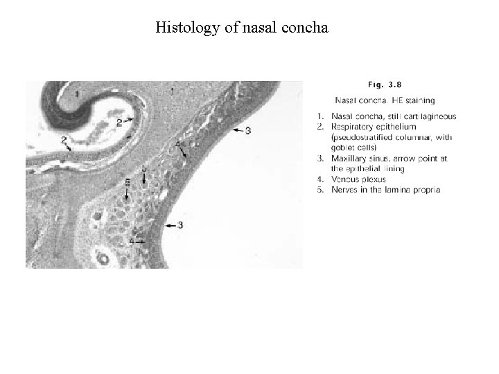 Histology of nasal concha 