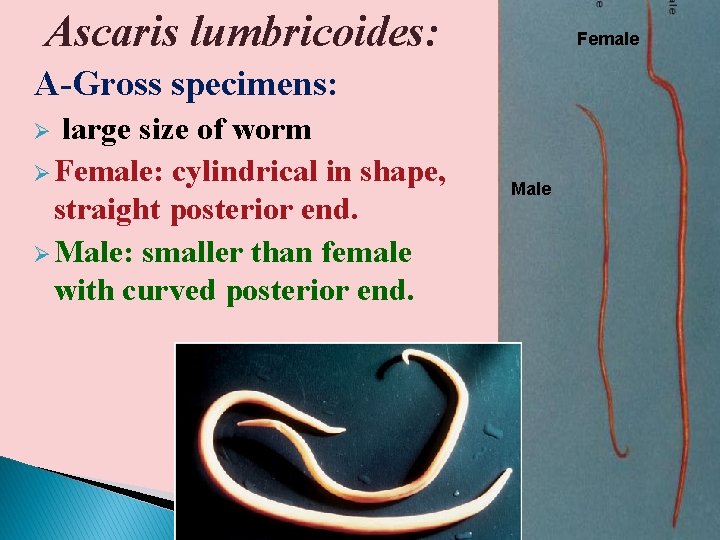 Ascaris lumbricoides: Female A-Gross specimens: large size of worm Ø Female: cylindrical in shape,