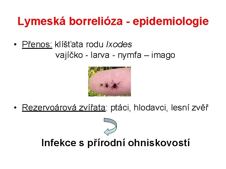 Lymeská borrelióza - epidemiologie • Přenos: klíšťata rodu Ixodes vajíčko - larva - nymfa