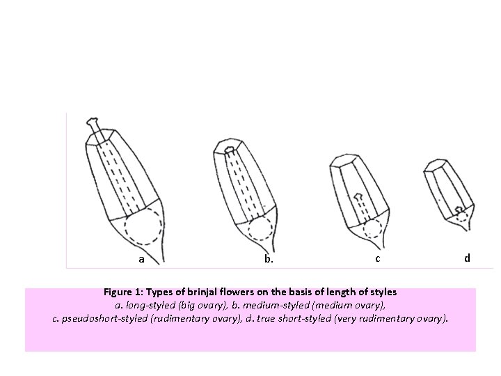 a b. c Figure 1: Types of brinjal flowers on the basis of length