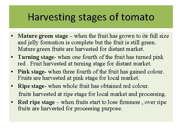 Harvesting stages of tomato • Mature green stage – when the fruit has grown