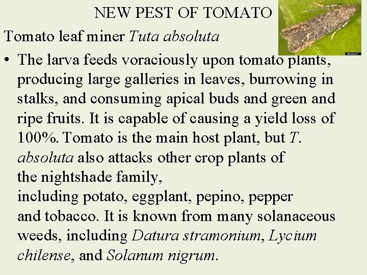 NEW PEST OF TOMATO Tomato leaf miner Tuta absoluta • The larva feeds voraciously
