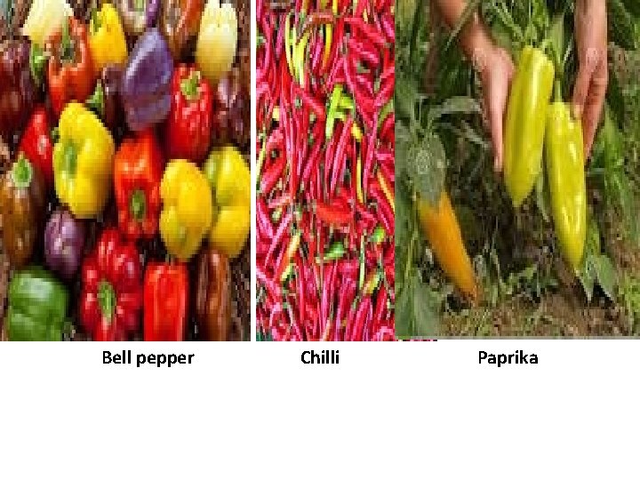 Bell pepper Chilli Paprika 