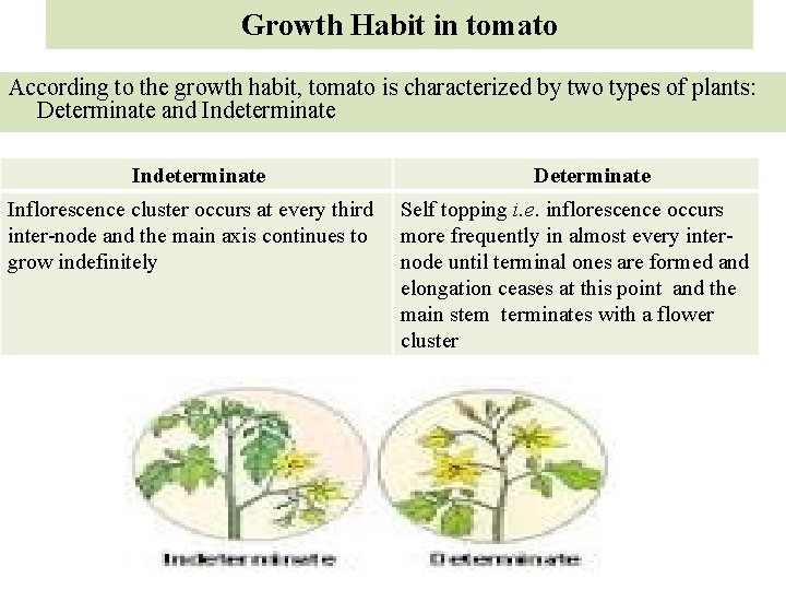 Growth Habit in tomato According to the growth habit, tomato is characterized by two