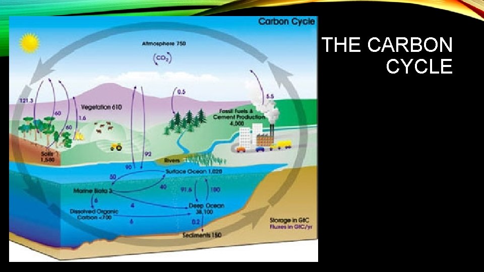 THE CARBON CYCLE 