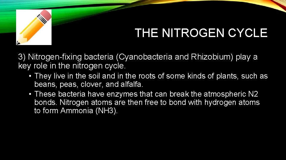 THE NITROGEN CYCLE 3) Nitrogen-fixing bacteria (Cyanobacteria and Rhizobium) play a key role in