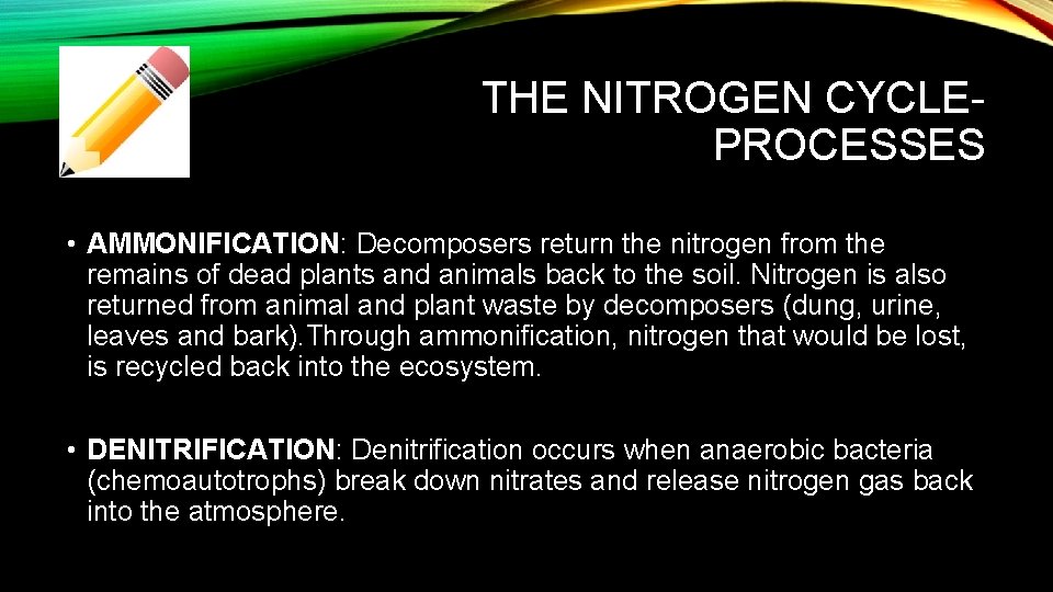 THE NITROGEN CYCLEPROCESSES • AMMONIFICATION: Decomposers return the nitrogen from the remains of dead