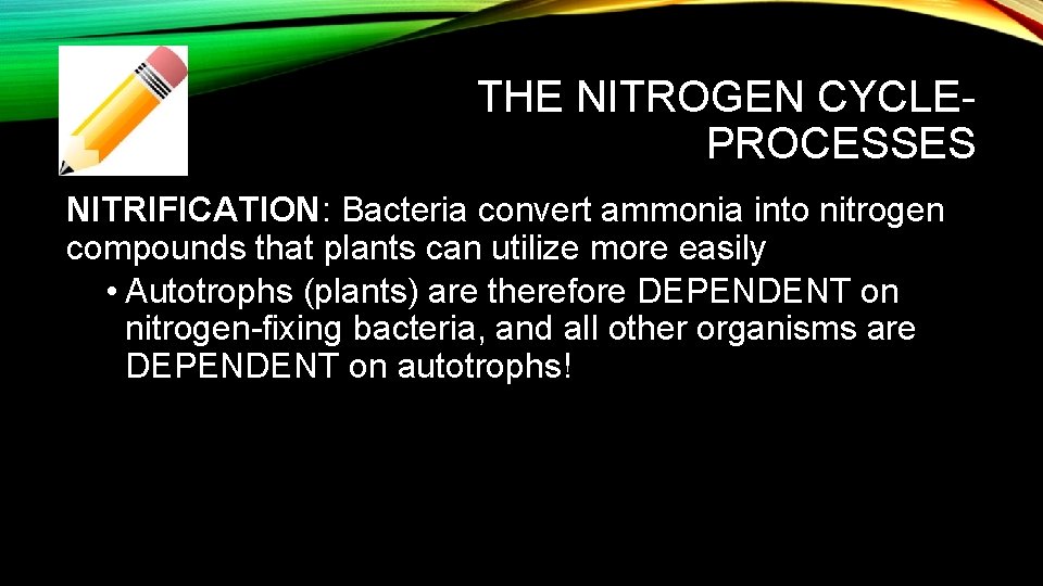 THE NITROGEN CYCLEPROCESSES NITRIFICATION: Bacteria convert ammonia into nitrogen compounds that plants can utilize