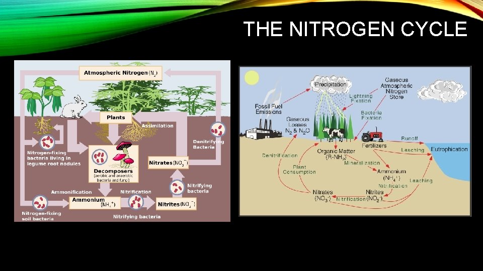 THE NITROGEN CYCLE 