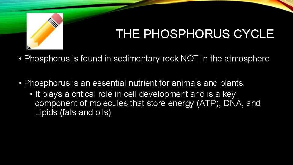THE PHOSPHORUS CYCLE • Phosphorus is found in sedimentary rock NOT in the atmosphere