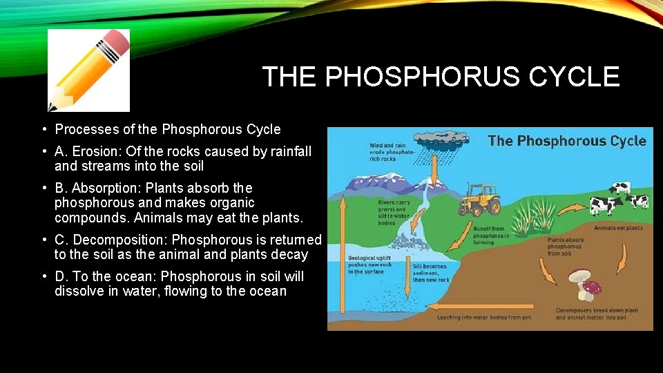 THE PHOSPHORUS CYCLE • Processes of the Phosphorous Cycle • A. Erosion: Of the