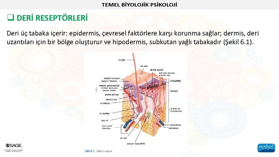q DERİ RESEPTÖRLERİ Deri üç tabaka içerir: epidermis, çevresel faktörlere karşı korunma sağlar; dermis,