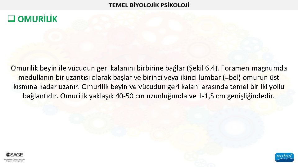 q OMURİLİK Omurilik beyin ile vücudun geri kalanını birbirine bağlar (Şekil 6. 4). Foramen