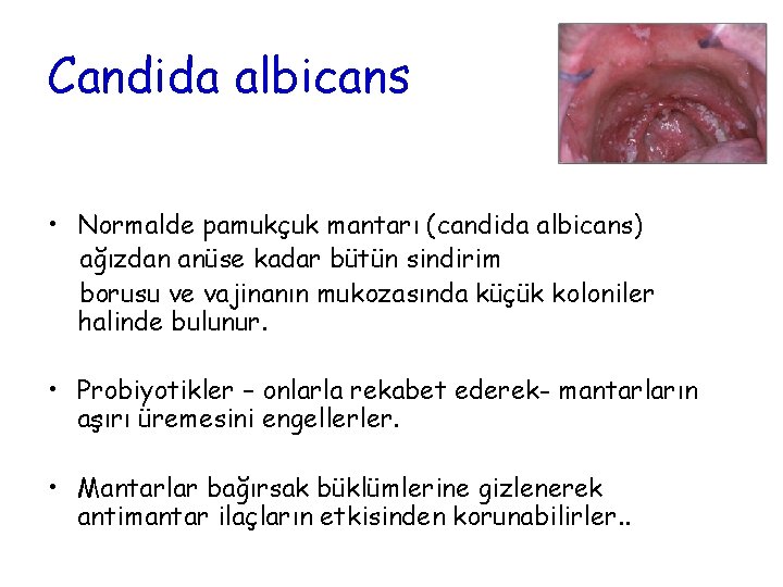 Candida albicans • Normalde pamukçuk mantarı (candida albicans) ağızdan anüse kadar bütün sindirim borusu