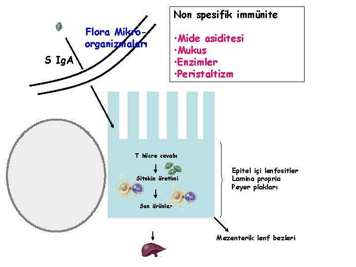 Non spesifik immünite Flora Mikroorganizmaları S Ig. A • Mide asiditesi • Mukus •