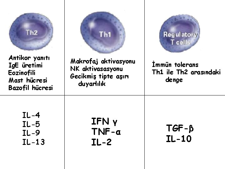 Antikor yanıtı Ig. E üretimi Eozinofili Mast hücresi Bazofil hücresi IL-4 IL-5 IL-9 IL-13