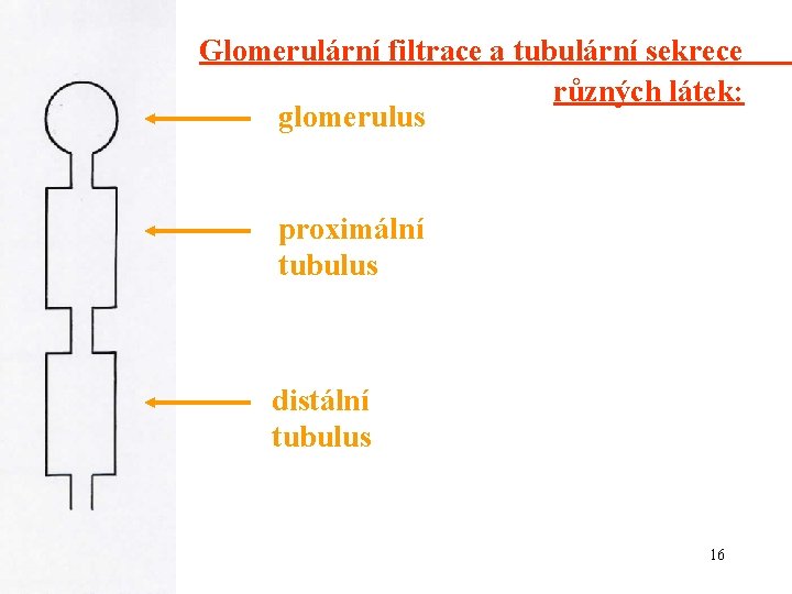 Glomerulární filtrace a tubulární sekrece různých látek: glomerulus proximální tubulus distální tubulus 16 