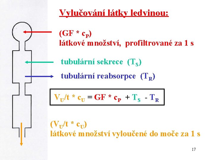 Vylučování látky ledvinou: (GF * c. P) látkové množství, profiltrované za 1 s tubulární