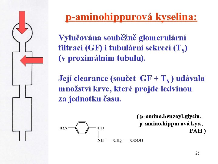 p-aminohippurová kyselina: Vylučována souběžně glomerulární filtrací (GF) i tubulární sekrecí (TS) (v proximálním tubulu).