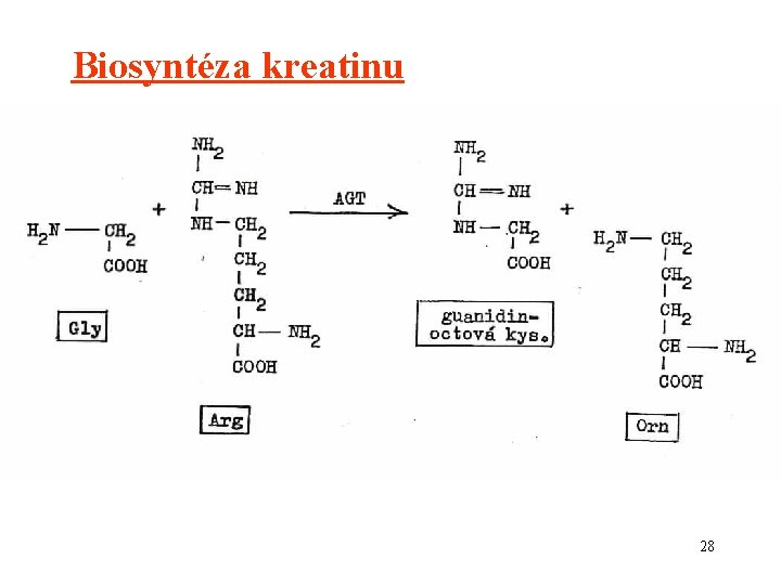 Biosyntéza kreatinu 28 