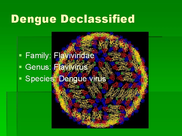Dengue Declassified § § § Family: Flaviviridae Genus: Flavivirus Species: Dengue virus 